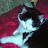 Stevie Marden avatar image