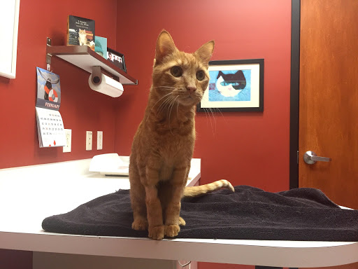 Animal Hospital «City Cat Clinic & Condos», reviews and photos