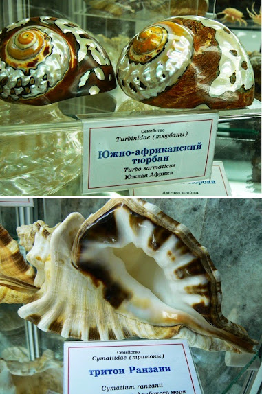 Коллекция раковин и кораллов Коллекция раковин и кораллов