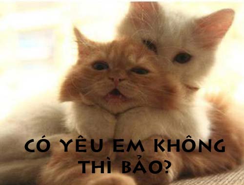 Ảnh chế Mèo hài hước, vui nhộn nhất Ảnh chế Mèo hài hước, vui nhộn nhất