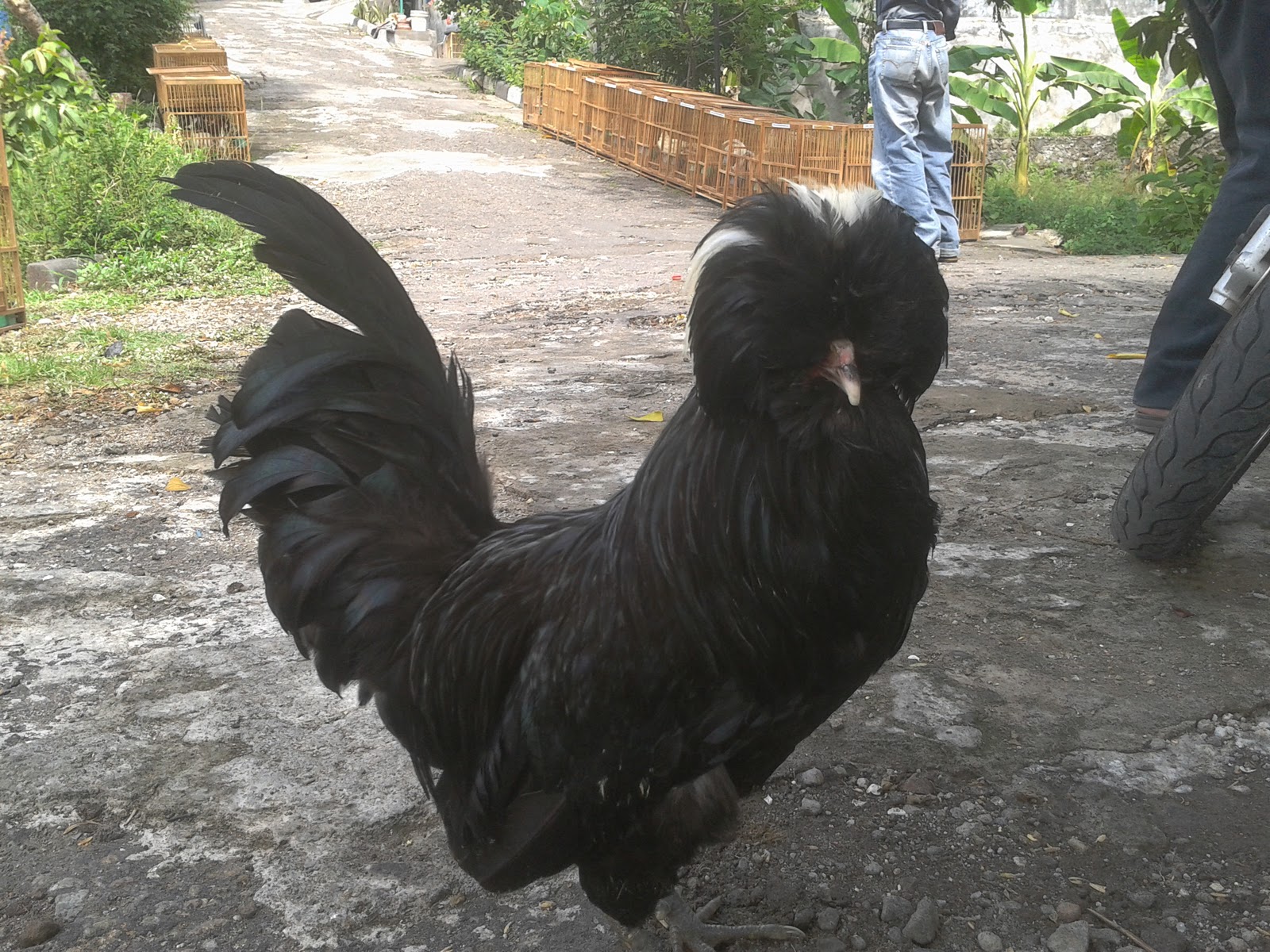 Ayam Ketawa Sulawesi Google