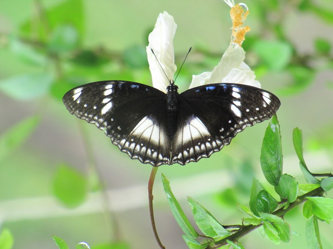 Papillons de l'ile de Sumatra IMG_3278