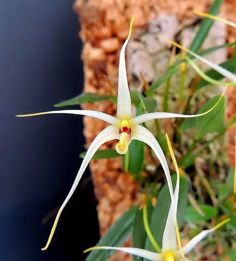Diplocaulobium (Dendrobium) arachnoideum DSCN1622