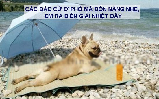 Ảnh chú chó đi tắm biển giải nhiệt mùa hè