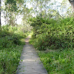 Timber boardwalk near Green Point on Lake Macquarie (389648)