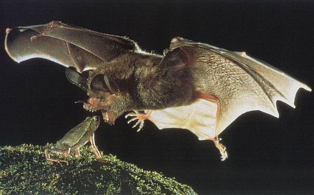 True Wild Life: Vampire Bat
