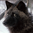 Harl Windwolf avatar image