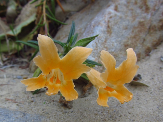 monkey flowers in the sand