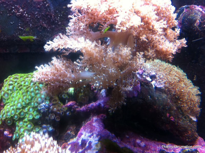 Capnella imbricata (Kenya Tree Coral) IMG_0313