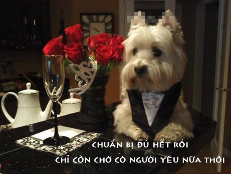 Ảnh chế Chó-Cún hài hước, vui nhộn nhất Ảnh chế chú chó quý sờ tộc