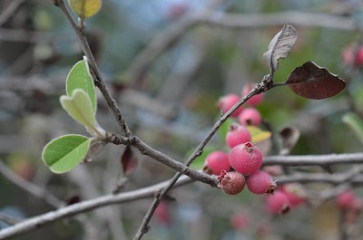 Photos of Universitario Botanical Garden