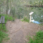 Fairylands and Lane Cove River (67329)