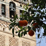 Séville: patio des orangers, cathédrale Séville: patio des orangers, cathédrale