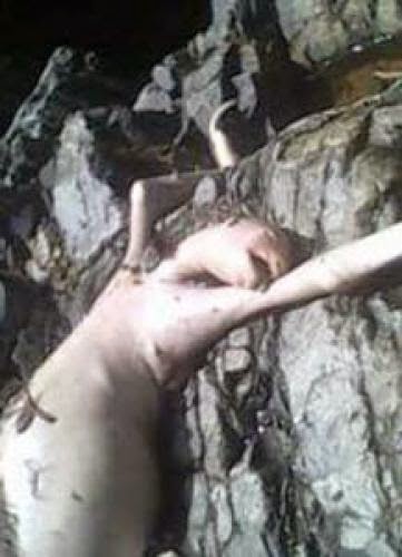 Strange Creature Found In Panama Is A Sloth