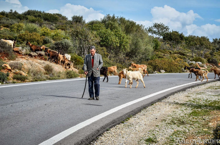 Goats on the road! Exploring the Mani, Southern Peloponnese, Greece