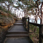 Angophora Forest on western side of Bradleys Head (57728)