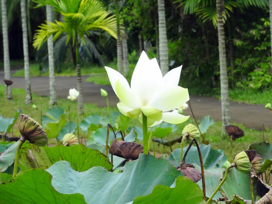 Costa neoRomantica: Сингапур,Малайзия,Таиланд, Шри-Ланка, Индия, Мальдивы,Сейшелы,Маврикий