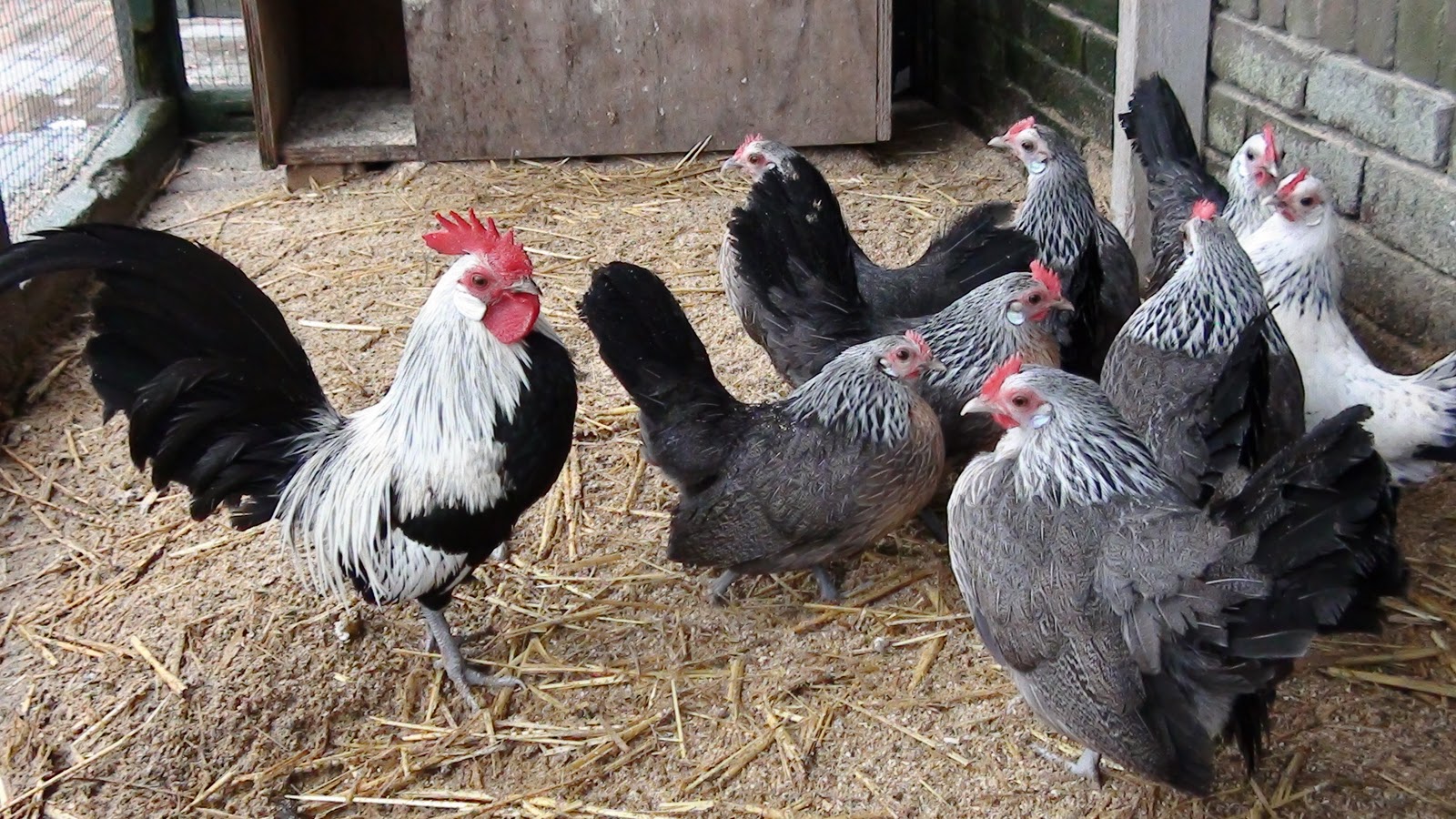 Gehakt evenwichtig twaalf Nederlandse kippenrassen: Haan Hollandse Kriel dood