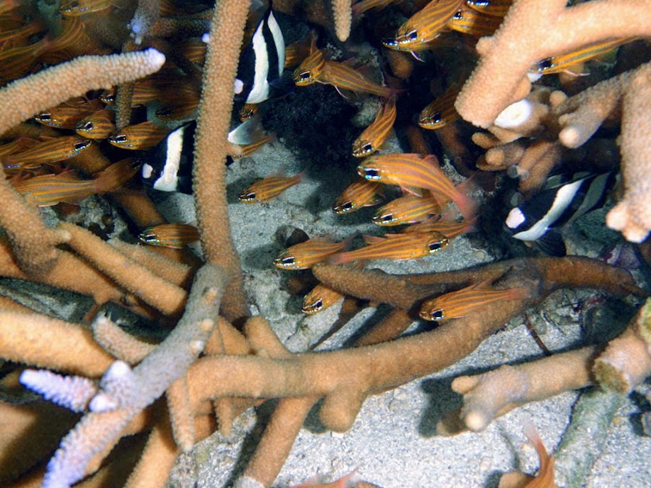 Apogon cyanosoma (Yellowstriped Cardinalfish), Naigani Island, Fiji