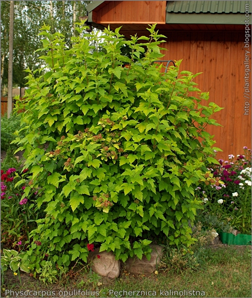 Physocarpus opulifolius - Pęcherznica kalinolistna pokrój