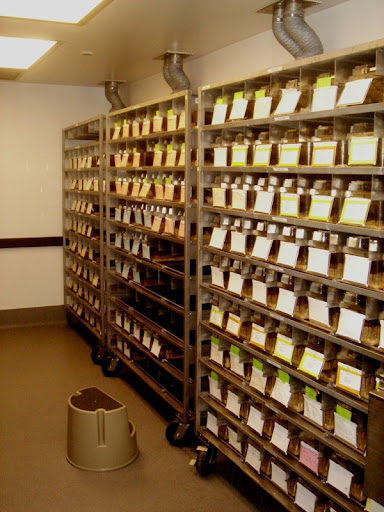 Урологи. Мыши. Девушка. 