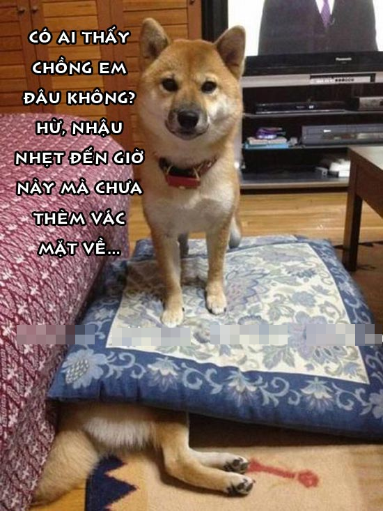 Thư giãn với ảnh vui về những chú Chó hài hước Ảnh nàng cho đi tìm chồng