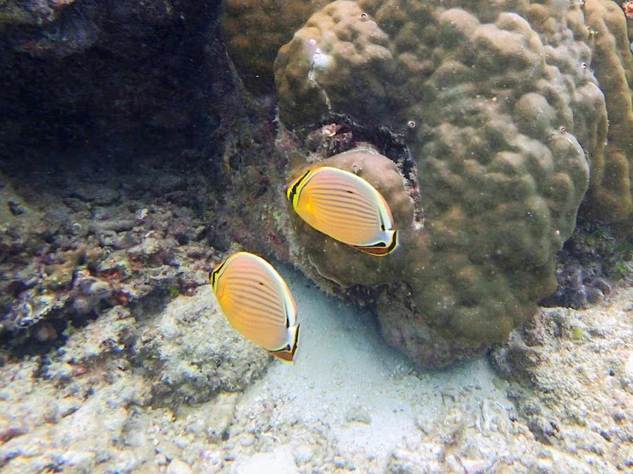Chaetodon lunulatus (Oval Butterflyfish), Miniloc Island Resort reef, Palawan, Philippines.