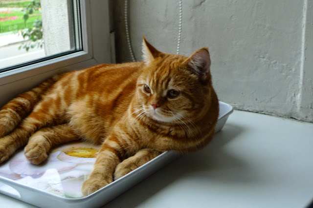 Поговорим о кошках 29