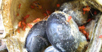 Redant 9380