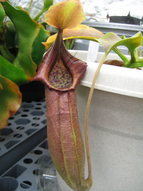 Nepenthes 2012 IMG_1336