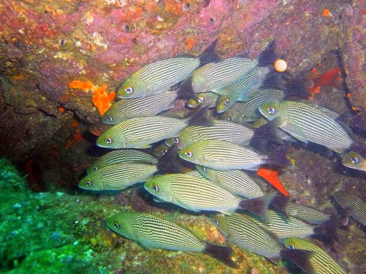 School of fish, taken at Bocas Del Toro, Panama