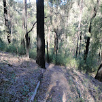 Track near Erskine Creek (144006)