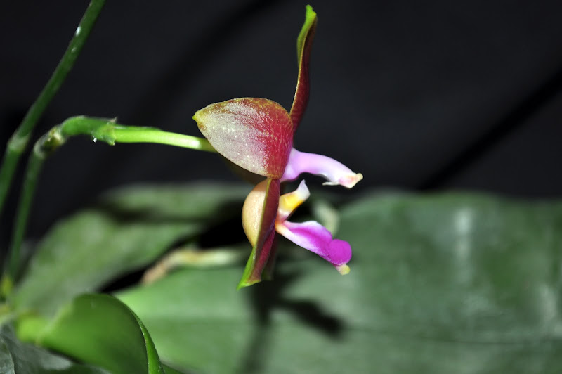 Phalaenopsis Penang Girl DSC_0006