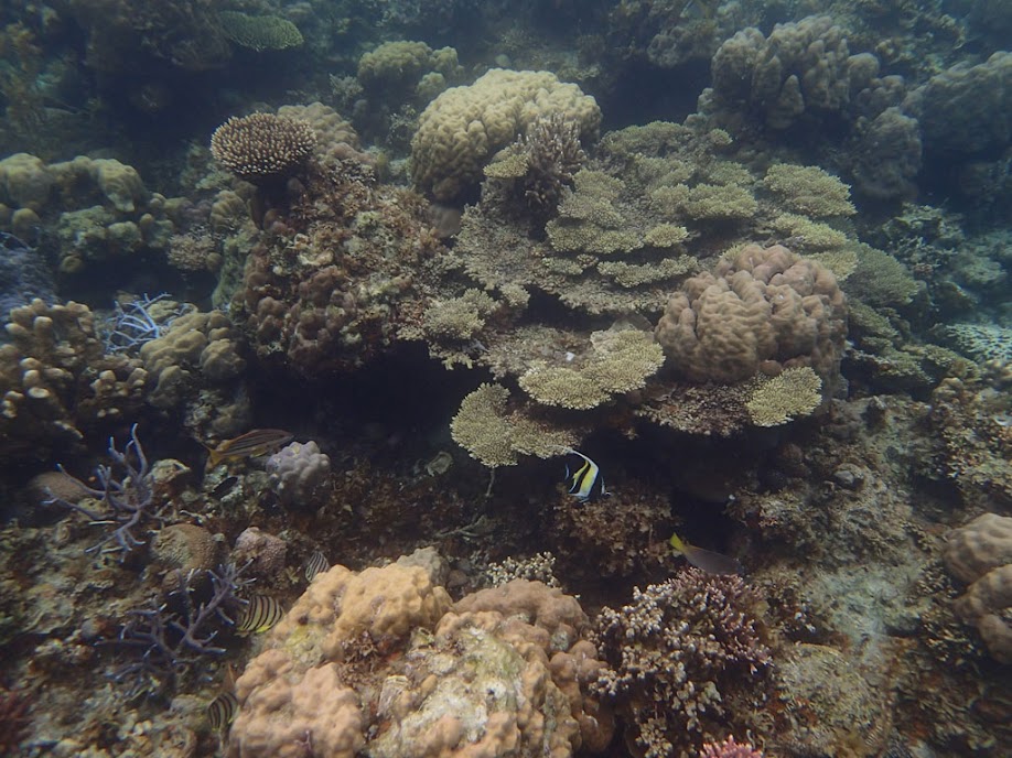 Reef, Sand Island, Palawan, Philippines.