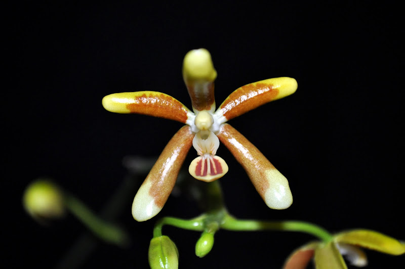 Phalaenopsis kunstleri DSC_0017