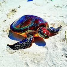 Image result for colourful sea turtles