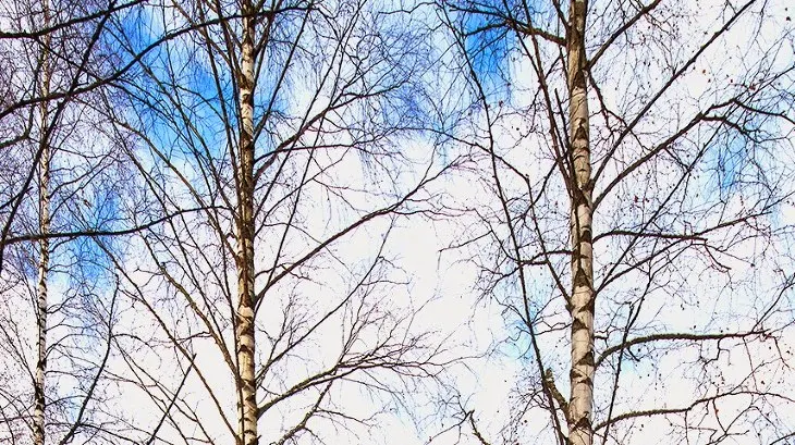 A birch