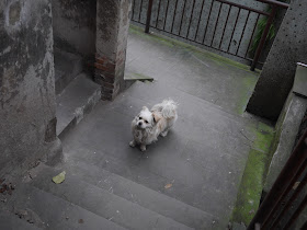 dog standing in the middle of a walkway