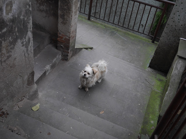 dog standing in the middle of a walkway