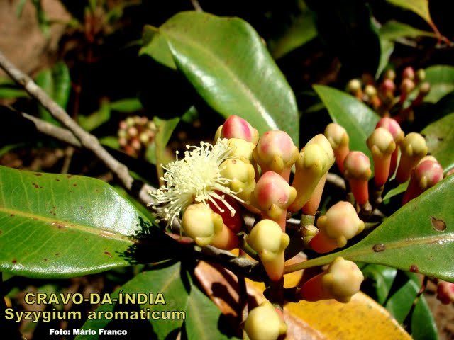 Meu Cantinho Verde: CRAVO-DA-ÍNDIA - ( Syzygium aromaticum L. )