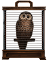 brown-owl