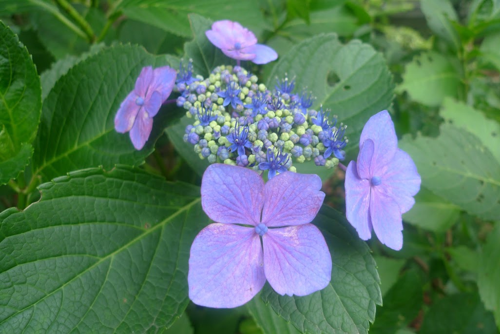 hortensia showa kinen tachikawa