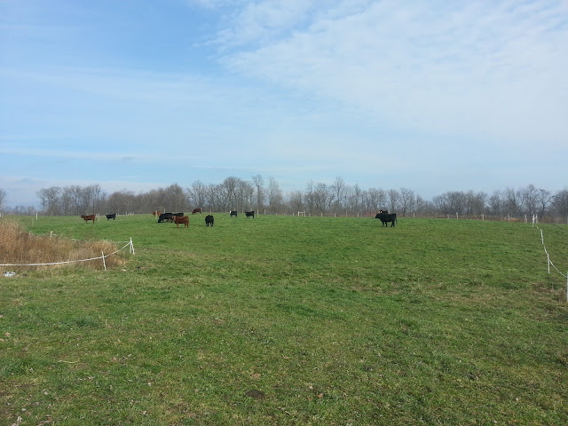Heifer's enjoying the sunshine. Heifer's enjoying the sunshine.