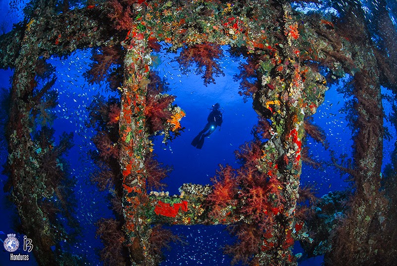 Categoría Corales del Mundo; Jose Luis Aleman - Foto 192 