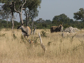 Wildlife Photos of Common Eland (Makalolo Plains Camp, Zimbabwe)