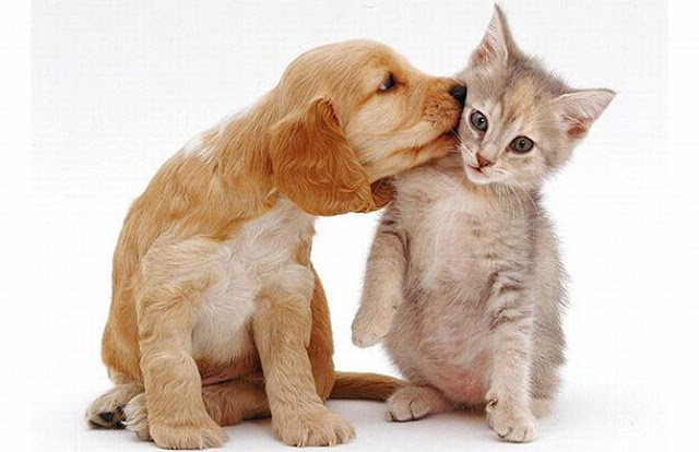Fotos e Imagenes de gatos Fotos de gatos