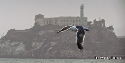 Seagull near the pier in front of Alcatraz, San Francisco. The Walking Tourists