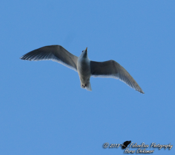 05-04-2013_seagull_flying_wm.jpg