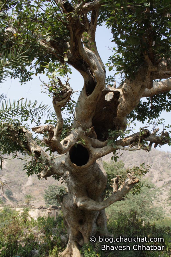 Bhangarh - Ghost Tree