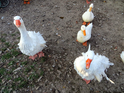 Feeding 25 cents worth of corn kernels to fluffy Sebastopols geese at Fly Creek Cider Mill